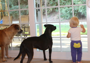 Gracie, Annie, and Kenzie watching their yard